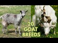 20 Beautiful Goat Breeds - Girgentana, Valais, Saanen, Pygmy, Feral, Cashmere, Toggenburg Goats