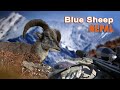 Blue Sheep hunting in Népal