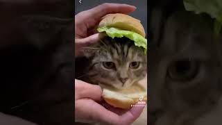 Cutie in a sandwich