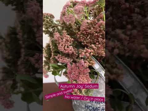 Video: Sedum Autumn Joy Plants: Tipps für den Anbau von Autumn Joy Sedums im Garten