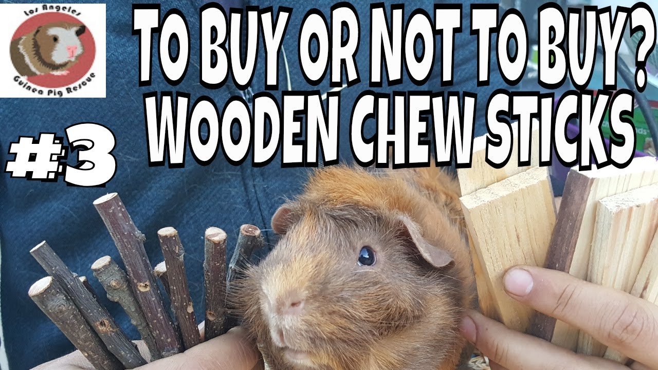 guinea pig chews