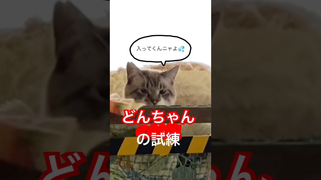 Is Don-chan's ordeal destined to never end? - YouTube