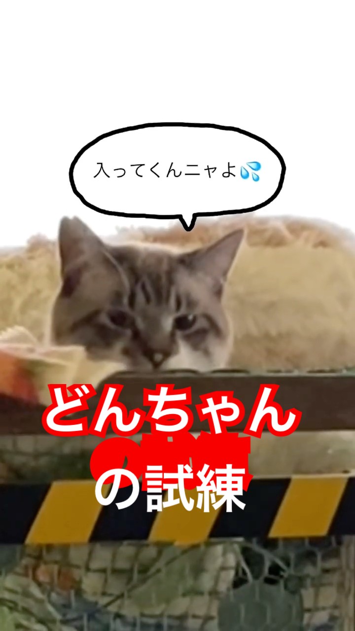 Is Don-chan's ordeal destined to never end? - YouTube