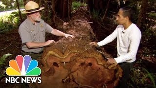 California Redwood Trees Under Attack | NBC News