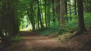 🌳 4K - Relaxing Nature Sounds For Stress Relief, Forest Sounds, Bird Song, No AI