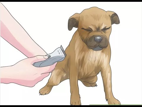 How to Help Your Dog Live Longer