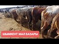 Шымкент мал базары 15.05.24ж