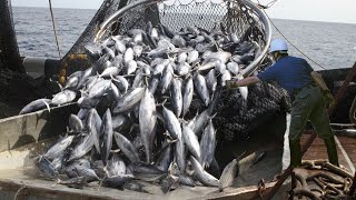 Amazing Giant Net Fishing Catch Hundreds Tons of Tuna  Amazing big catching on the sea