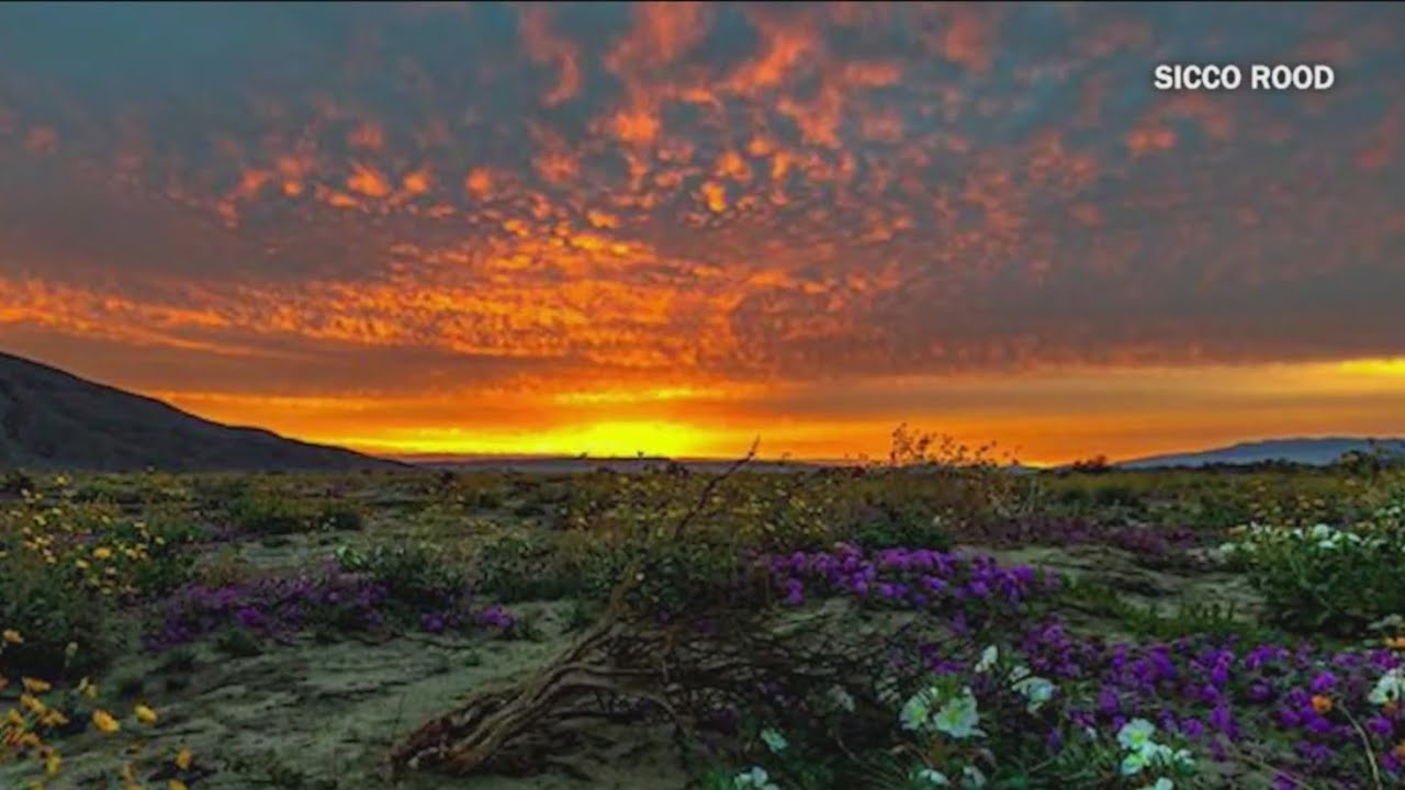 Early super bloom at Anza-Borrego Desert State Park