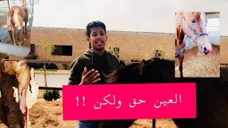 العين حق ولكن !!! تفسيري لحالة فرس يطلع منها بخار My explanation of the mare's case