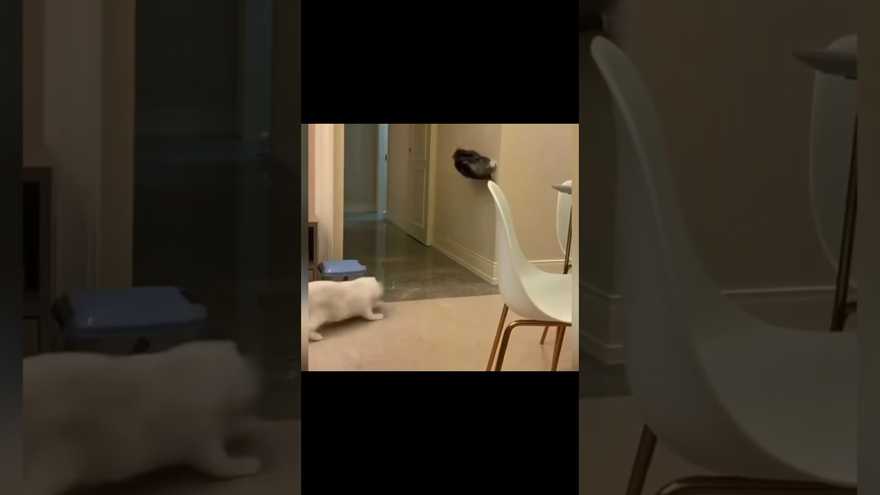 😼Amazing Ninja Cats 6🥷