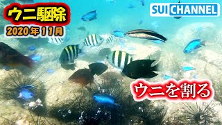 【ウニ駆除 20】浅瀬のウニをひたすら割る！群がる小魚、でもウニ駆除だけじゃ…