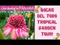 Tropical Food Forest and Ornamental Garden Tour: Bocas del Toro, Panama