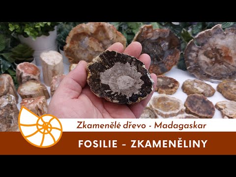 Video: Co je mineralizované dřevo?