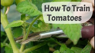 How To Train Tomato Plants