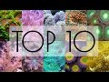 10 Corales Blandos Para Empezar