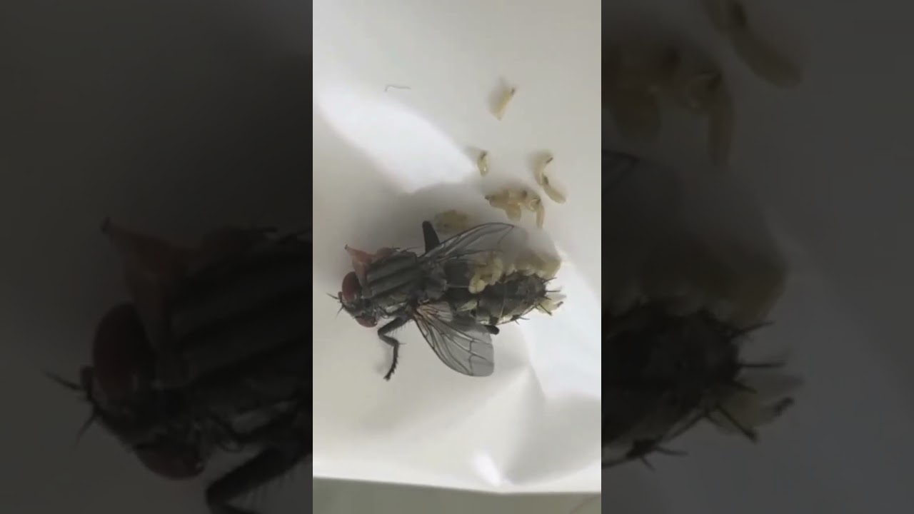 ハエ潰したら出産した