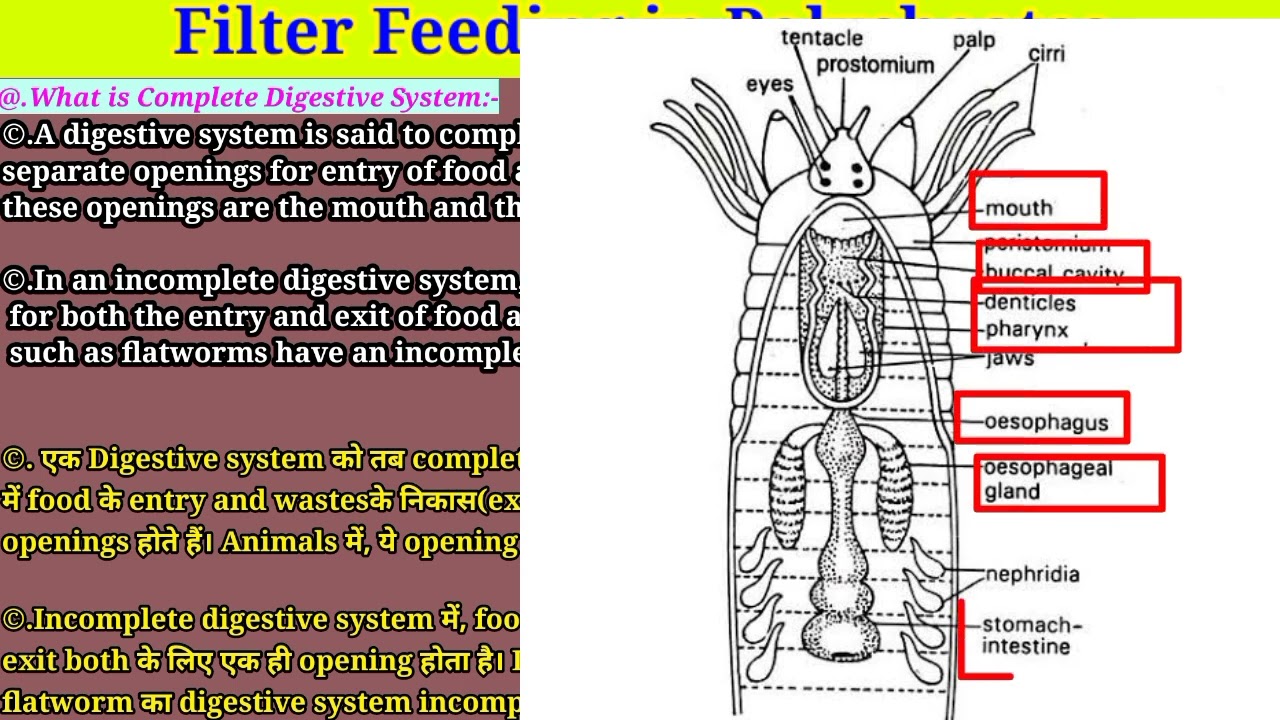 Filter Feeding in Polycheatas || Nutrition and Digestion in Lower Metazoans | Msc 1st year || Part 4