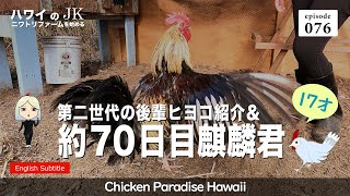 Second generation junior chick introduction & about 70 days after