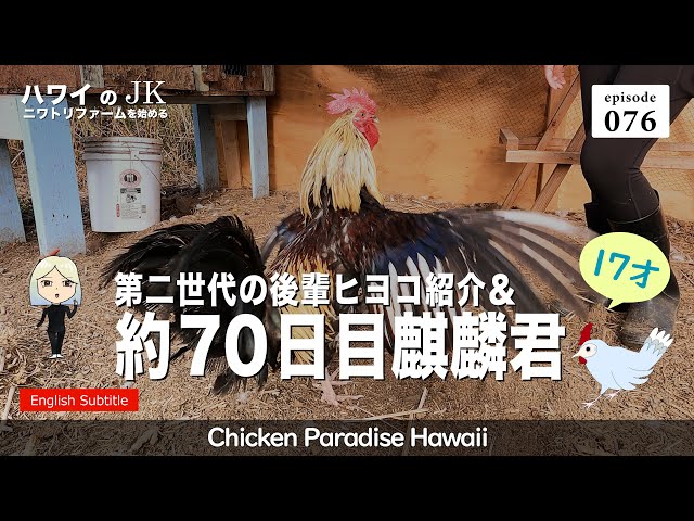 Second generation junior chick introduction & about 70 days after