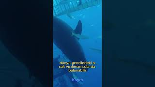 Dünyanın En Büyük, Oltayla Yakalanmış Balığı Carcharodon Carcharias