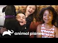 Perros rescatados para familias con niños | Pit bulls y convictos | Animal Planet