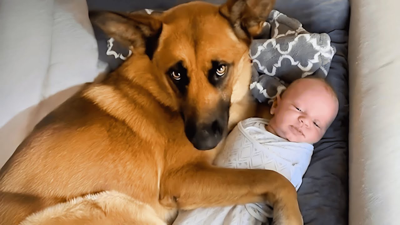 I Can't Stop Laughing at These Dogs!! 🤣🐶 Best Funny Dog Videos of the ...