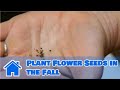 Flower Garden : How to Plant Flower Seeds in the Fall