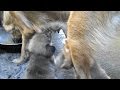 breast feeding 2 puppies / dogs