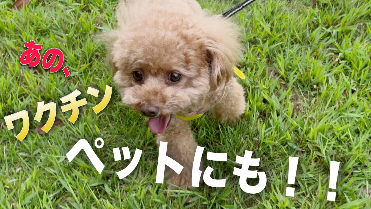 【犬】あの“ちくわ”いよいよ愛犬にも！！／壊れたワニさん