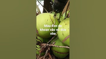 cách uống dừa không cần chặt dao-Drink coconut without cutting a knife
