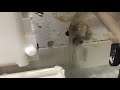 Manitowoc ice machine. Model Qy0604a Service call. No Water.