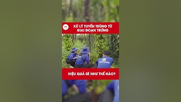 Bí quyết xử lý tuyến trùng hiệu quả mà bà con chưa biết