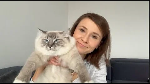 Video 11718871: small cat, cats dogs