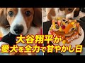 大谷翔平の愛犬の誕生日に一緒に過ごした一日(大谷翔平は幸せだ)