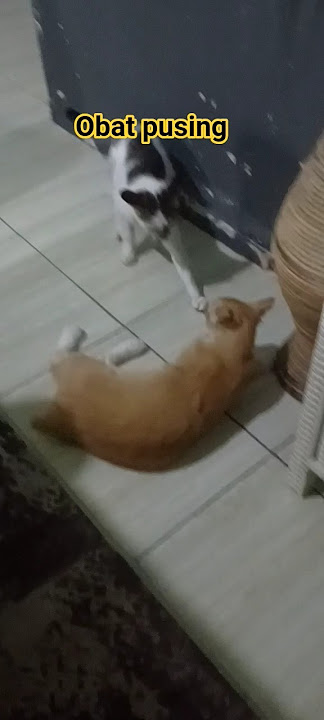 Obat pusing,di jamin hilang pusingnya.#shorts #sandysosial #catlovers #fyp