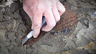 New Fossil Discovery Offers Glimpse into the Day the Dinosaurs Died | NOVA | PBS