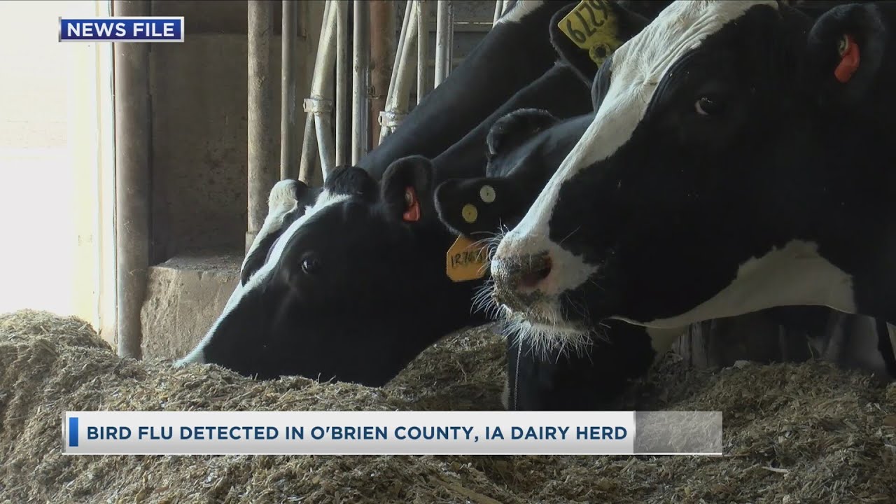 Bird Flu Detected In O'Brien County, IA Dairy Herd - YouTube