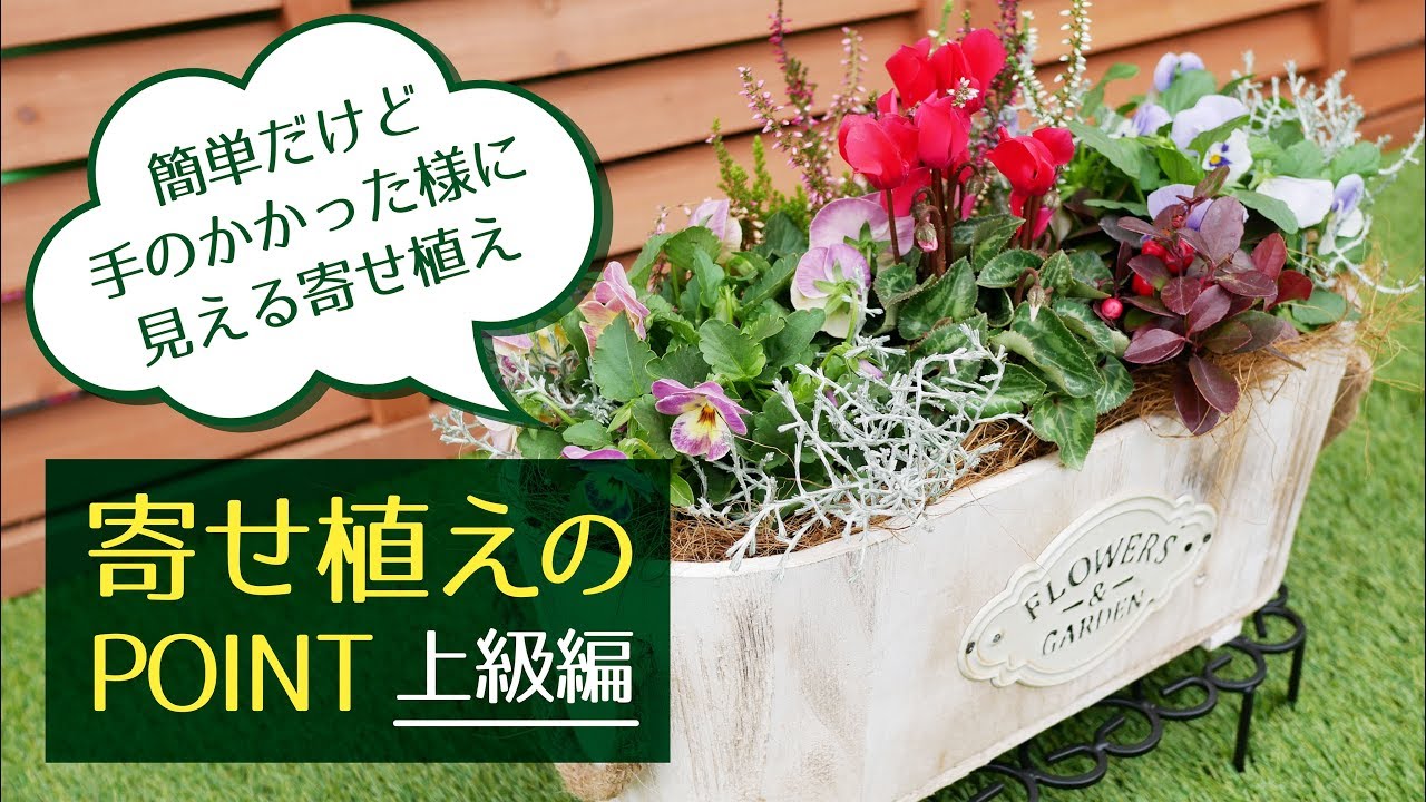 クリスマスにもぴったり 冬の寄せ植え Valor Navi バローナビ