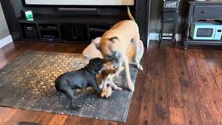 Mastiff vs Bugg vs Shih-Poo!!!