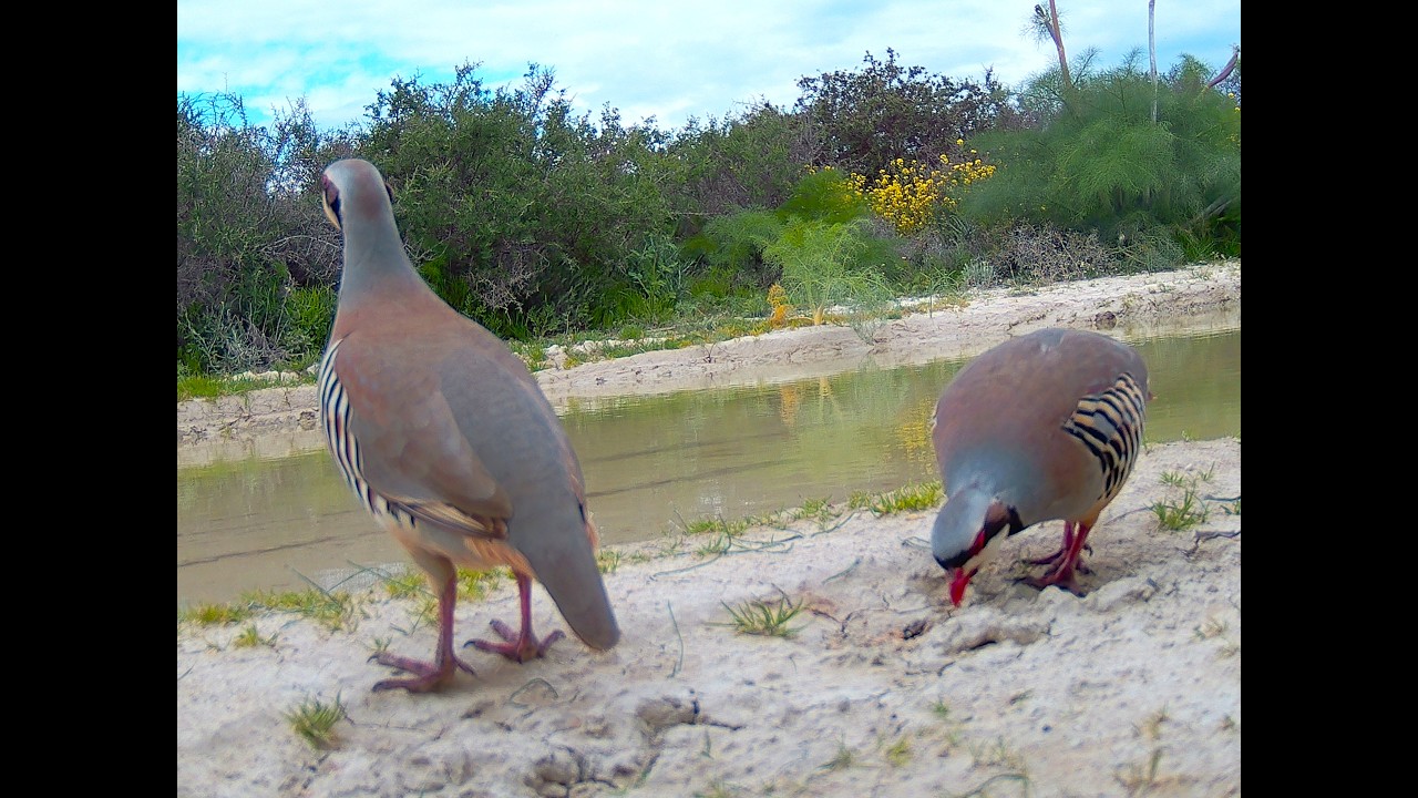 Chukar partridge (Alectoris chukar)/ ΠΕΡΔΙΚΑ