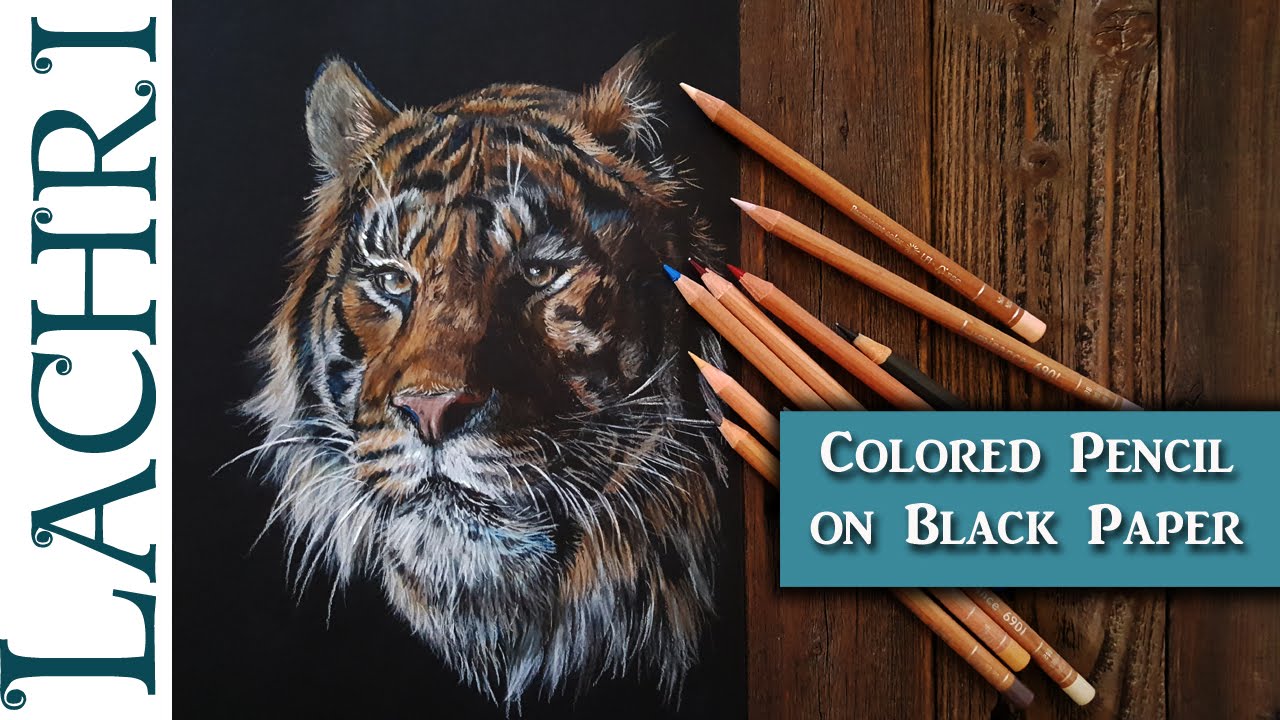 ⁣Drawing a Tiger in Colored Pencil on Black Paper - Tips w/ Lachri