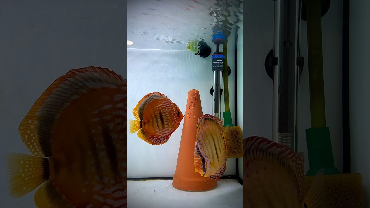 A special moment✨ Our discus eggs have hatched! 