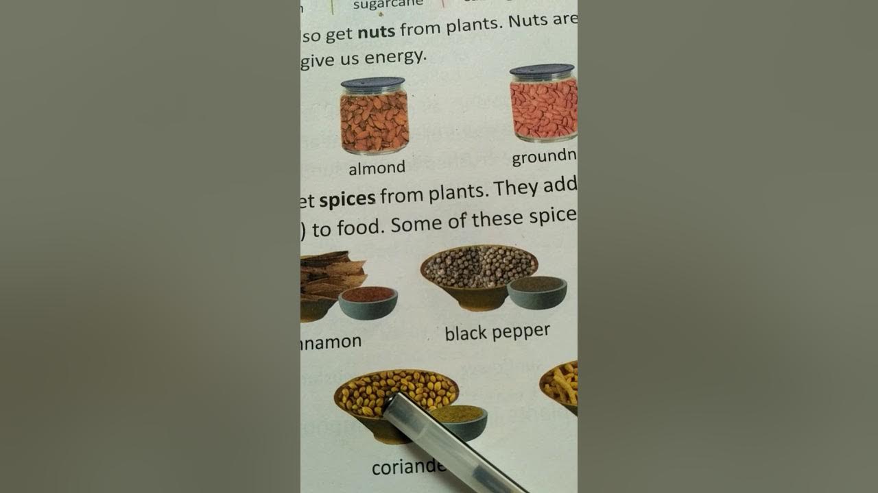 Std2(plants give us food) part2 YouTube