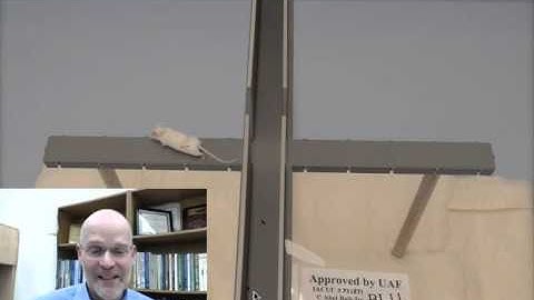 Module 14.4 – Narrated Elevated Plus Maze