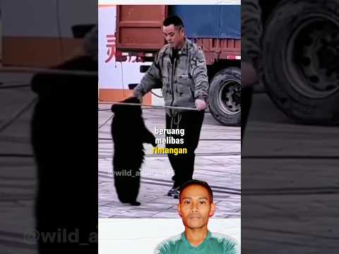 Video: Baribal (beruang hitam): deskripsi, penampilan, fitur, habitat, dan fakta menarik