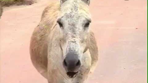 Burro causa acidente ...Márcio montanha ..2017