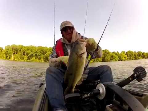 Bass from Old Hickory lake, Ceder Creek