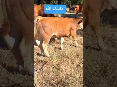 #jimcorbettwildlifeandnatureview #animals #song #youtubeshorts