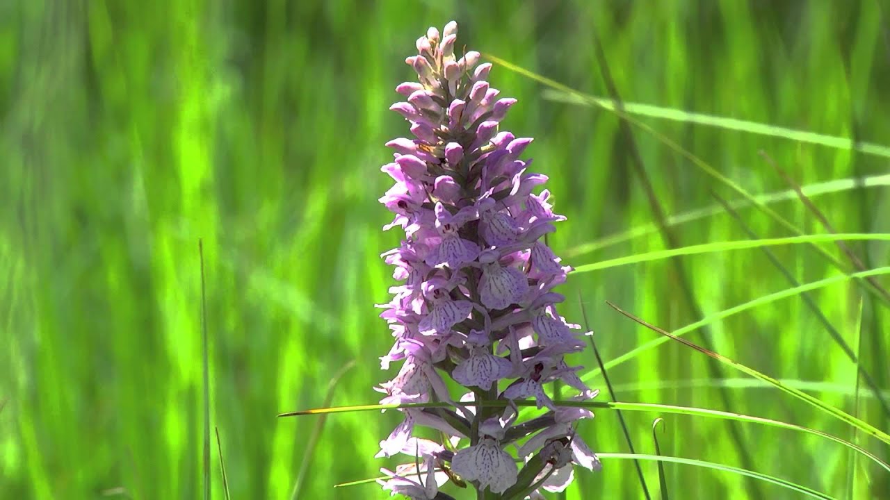 La flore des marais   1080p